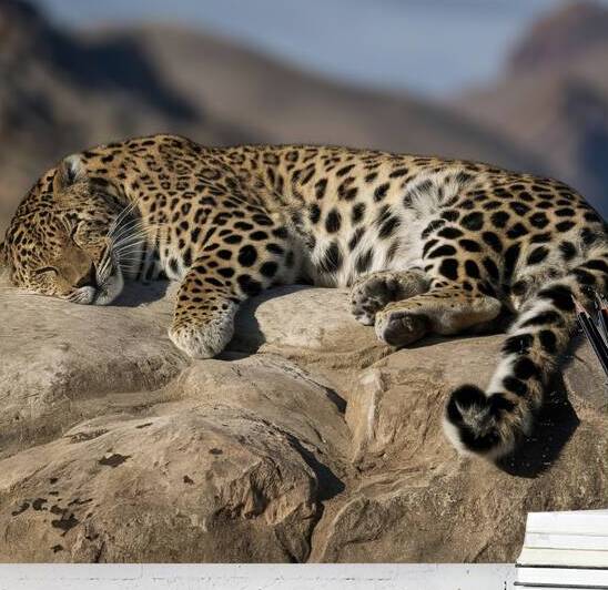 persian leopard sleeping 10 by Valentin Catargiu