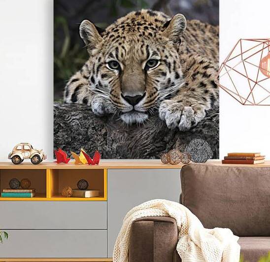 persian leopard sleeping 12 by Valentin Catargiu