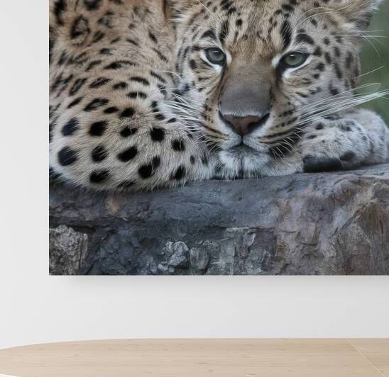 persian leopard sleeping by Valentin Catargiu