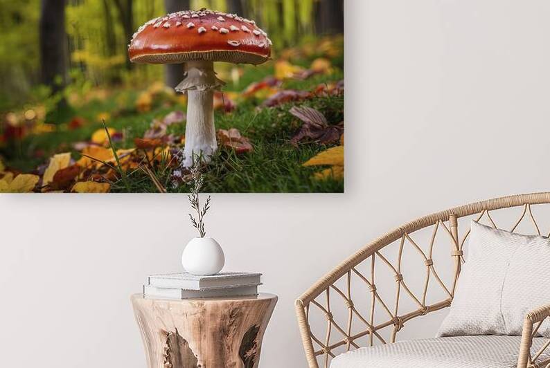 Amanita Muscaria in autumn. Fly agaric in a autum 1722664874.3599 by Dumitru Vaetus