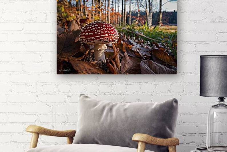 Amanita Muscaria in autumn. Fly agaric in a autum by Dumitru Vaetus