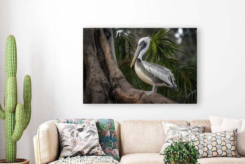 Australian Pelican   Pelecanus Conspicillatus on by Dumitru Vaetus