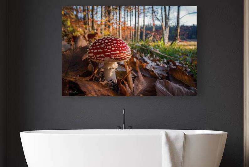 Amanita Muscaria in autumn. Fly agaric in a autum by Dumitru Vaetus