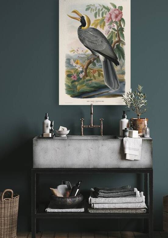 Grey winged trumpeter 3 by Anghel Viorel