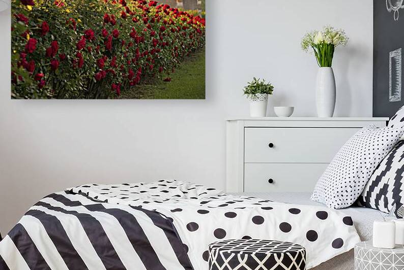 roses background 3 by Anghel Viorel