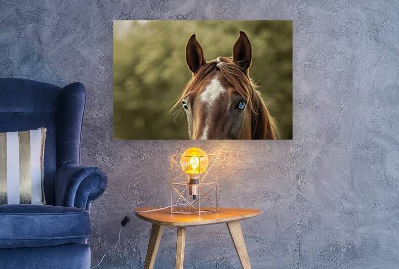 horse head and eyes close up 1 by Petre Popescu