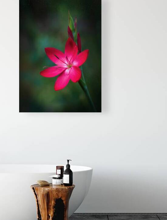 Red Oregon Sunset Flower Botanical Art by Kathleen Reed