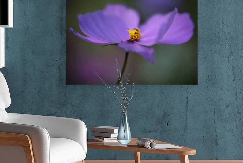 Purple Cosmos Wildflower on the Oregon Coast by Kathleen Reed