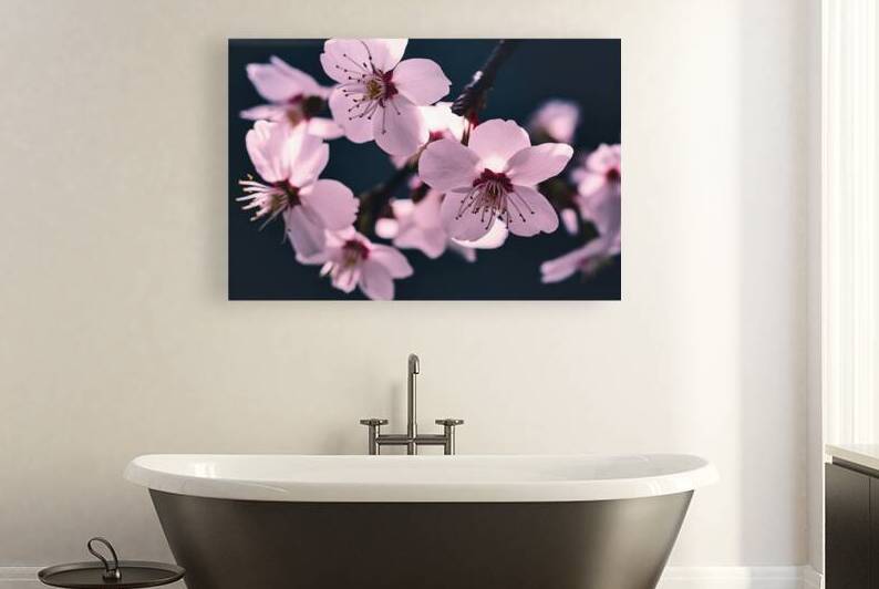 White cherry blossom on dark background 1 by Mirela Poiana