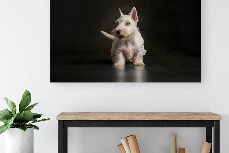 white scottish terrier puppy on a dark background by Mirela Poiana