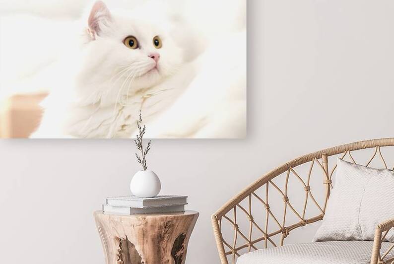 A white cat with striking yellow eyes by Mirela Poiana