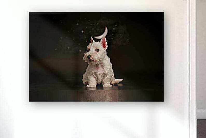 white scottish terrier puppy on a dark background 1722834691.1576 by Mirela Poiana