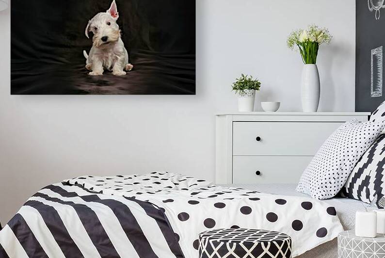 white scottish terrier puppy on a dark background 1722834696.2693 by Mirela Poiana