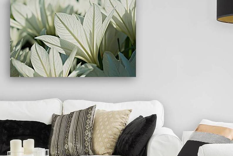 A close up view of white flowers with delicate pe by Mirela Poiana