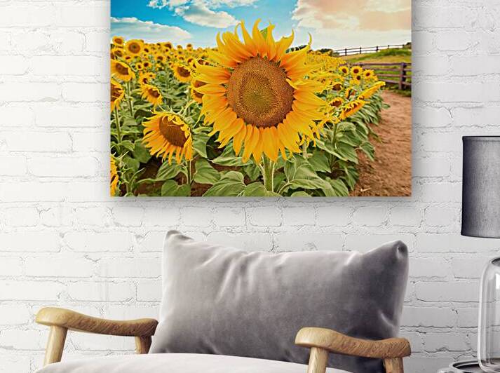 A vibrant field of sunflowers under a partly clou by Mirela Poiana
