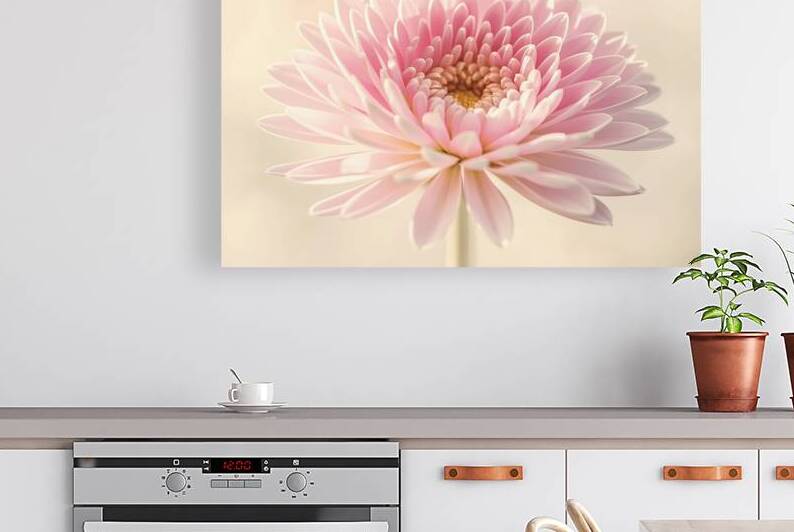 A delicate and vibrant pink flower with multiple by Veres Ioana