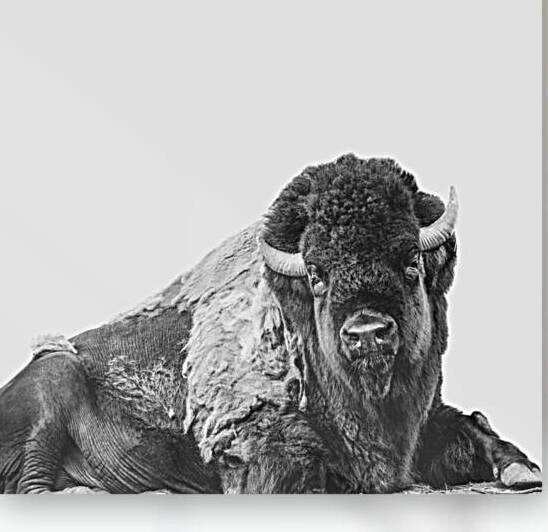 Friendly Bison by Wildhood