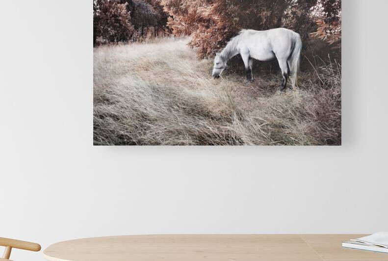 White horse in field by Jelena Jovanovic Fine Art
