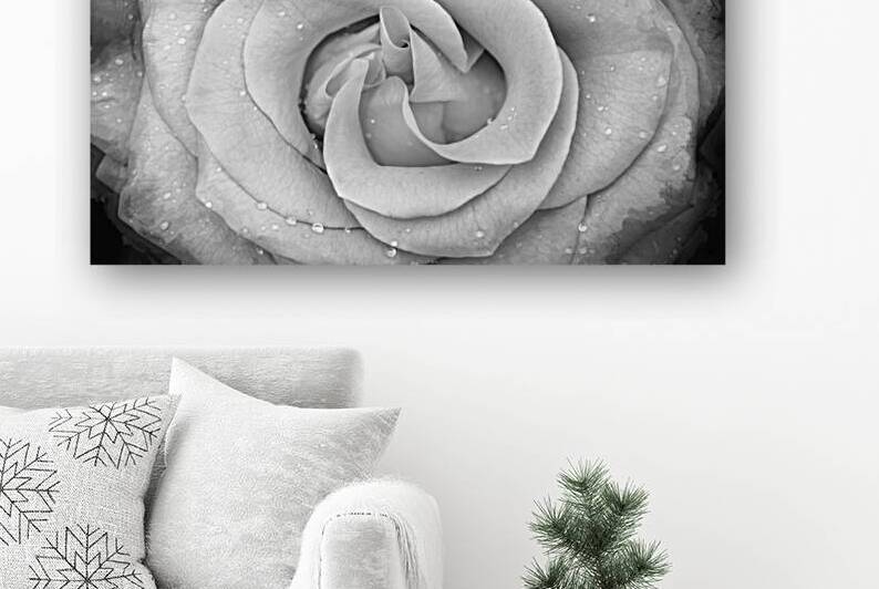 BIG RED Red Rose Macro Abstract X100 5 by Rich Franco