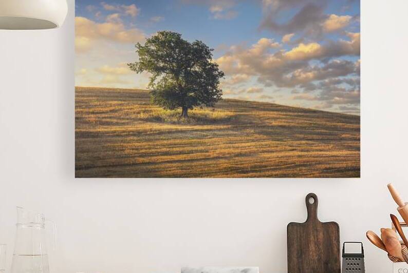 Lonely tree at sunset. Tuscany by Stefano Orazzini