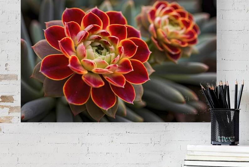 A stunning close up photograph of a flower 1 by Mitica Mihaila