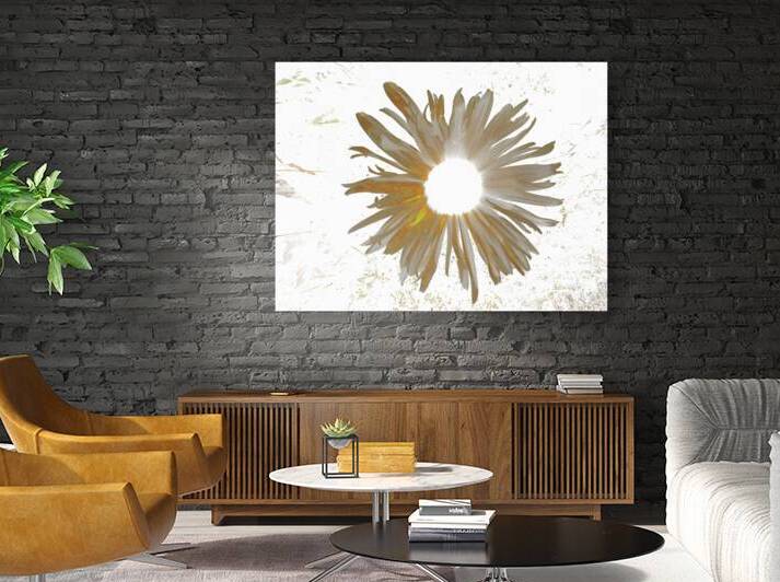 Abstract Daisy Light Star by Catriona Roberts Nature Photography and Designs