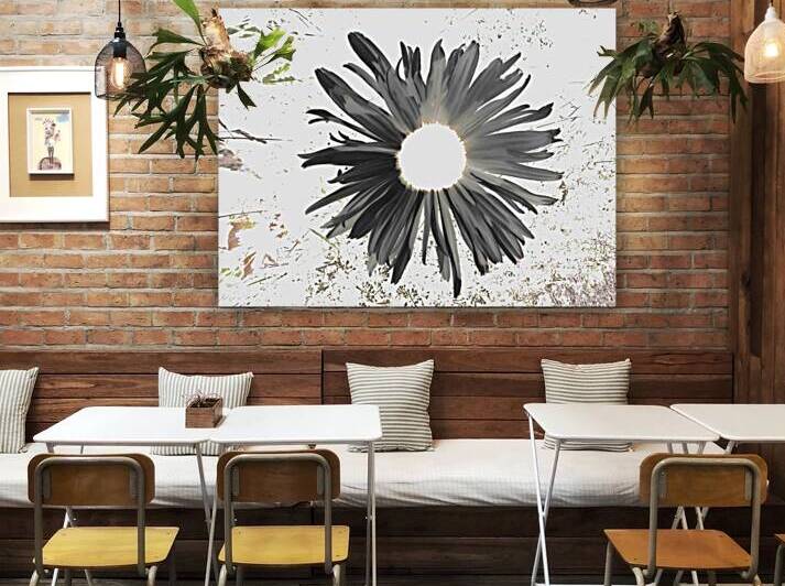 Abstract Dark Daisy Star Light by Catriona Roberts Nature Photography and Designs