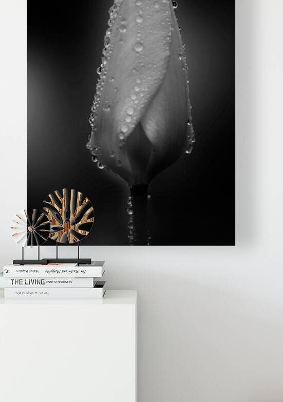 Tulip with Rain Drops Black and White by Joan Han