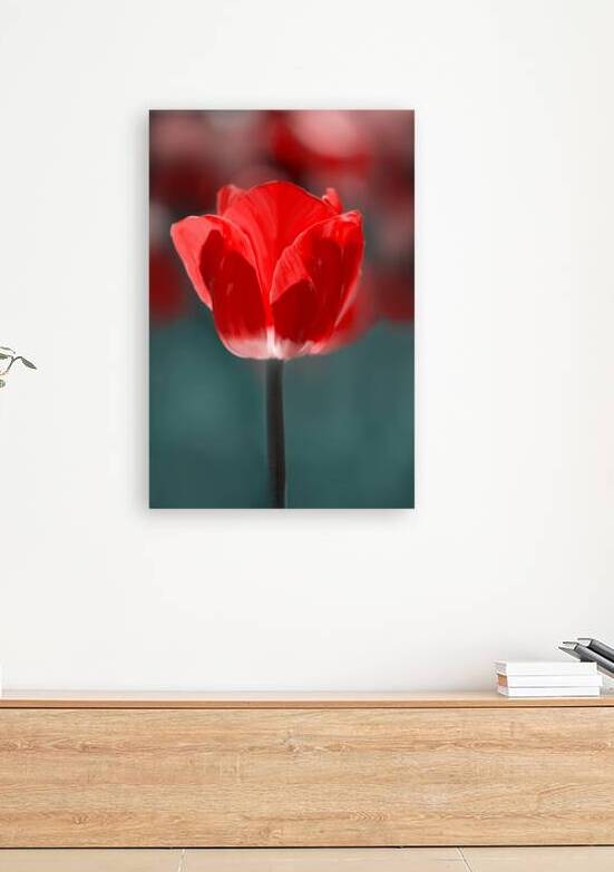 Red Tulip III by Joan Han
