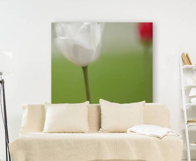 White and Red Tulips by Joan Han