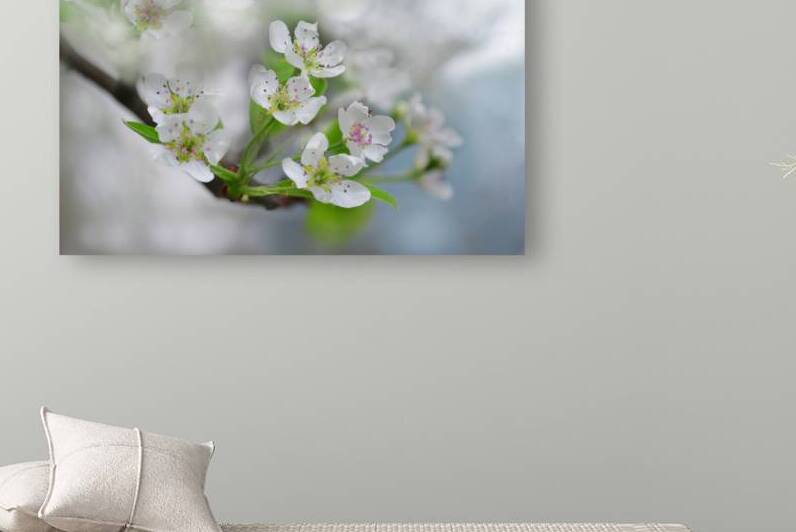 Pear Blossoms III by Joan Han