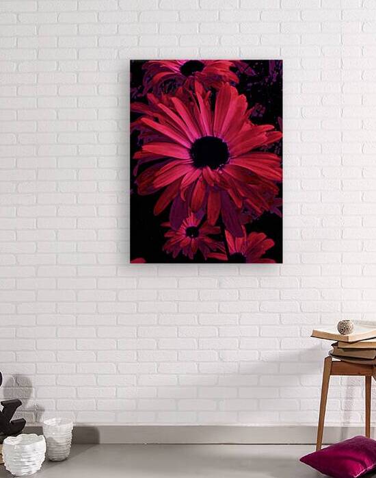 Abstract Vivid Daises  by Catriona Roberts Nature Photography and Designs