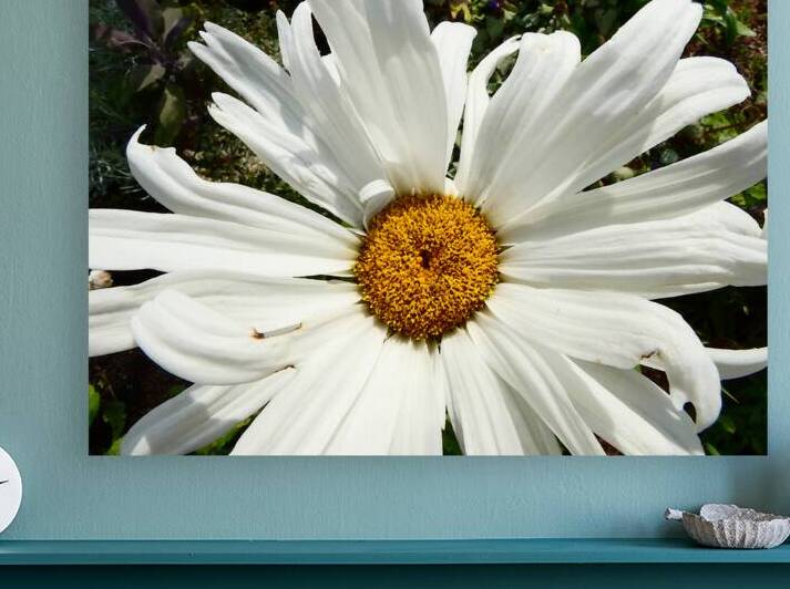 Daisy Bloom in the Garden by Catriona Roberts Nature Photography and Designs