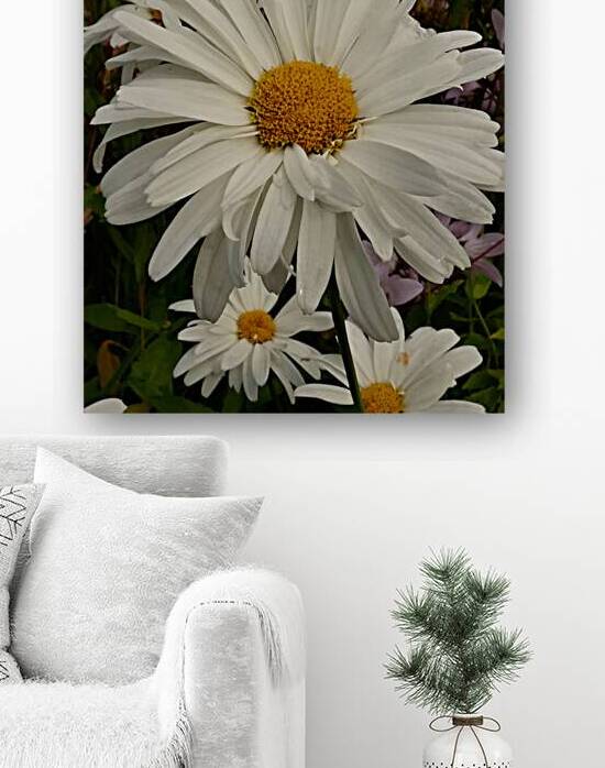 Daises Close Up by Catriona Roberts Nature Photography and Designs