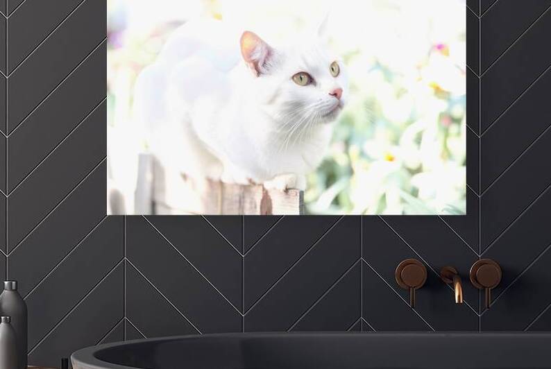 A white cat with striking yellow eyes by Petre Popescu