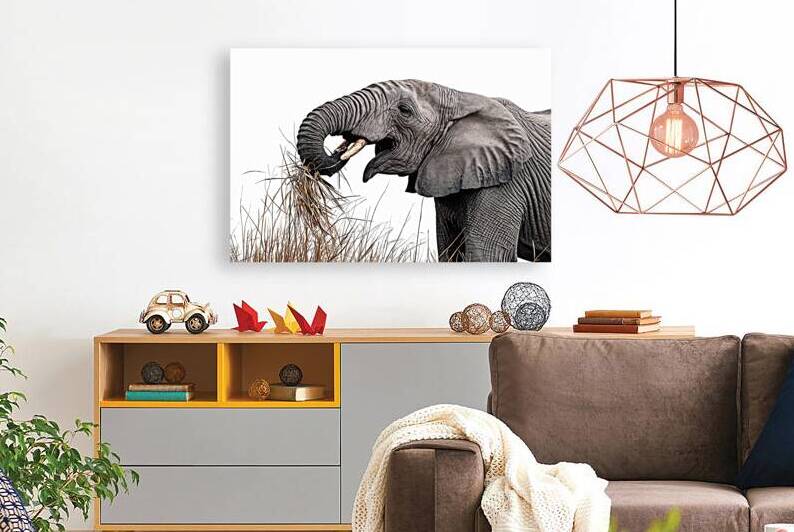 African Elephant eat dry grass isolated on white by Petre Popescu