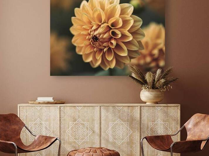 beautiful orange single dahlia flower by Fieraru Elena