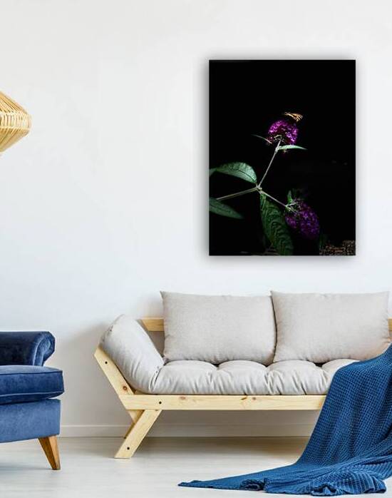 Butterfly in the Darkness by Catriona Roberts Nature Photography and Designs