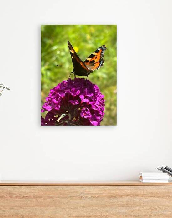 Summer Butterfly on a Butterfly Bush by Catriona Roberts Nature Photography and Designs