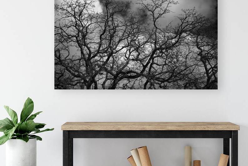 Crawford Oak by Malcolm Cutchin Photography