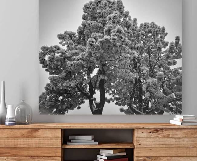 Frozen Fog on Ponderosa Pines by Malcolm Cutchin Photography