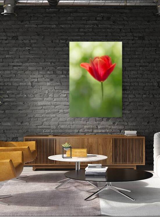 Red Tulip IV by Joan Han