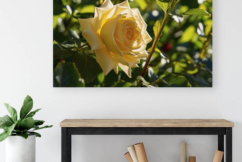 A stunning high resolution photograph of a vibran by Mihai Pulca