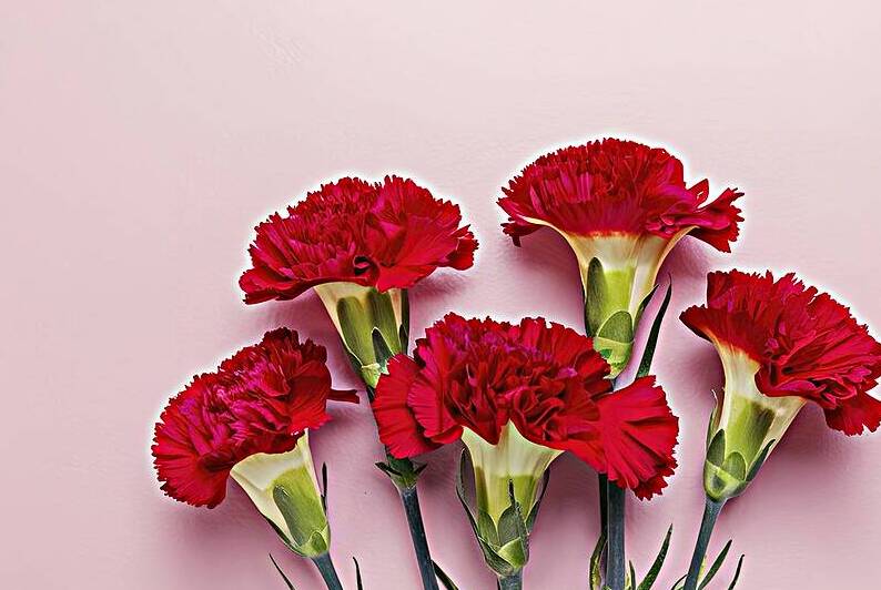 Red carnations on pink background by Violeta Popescu