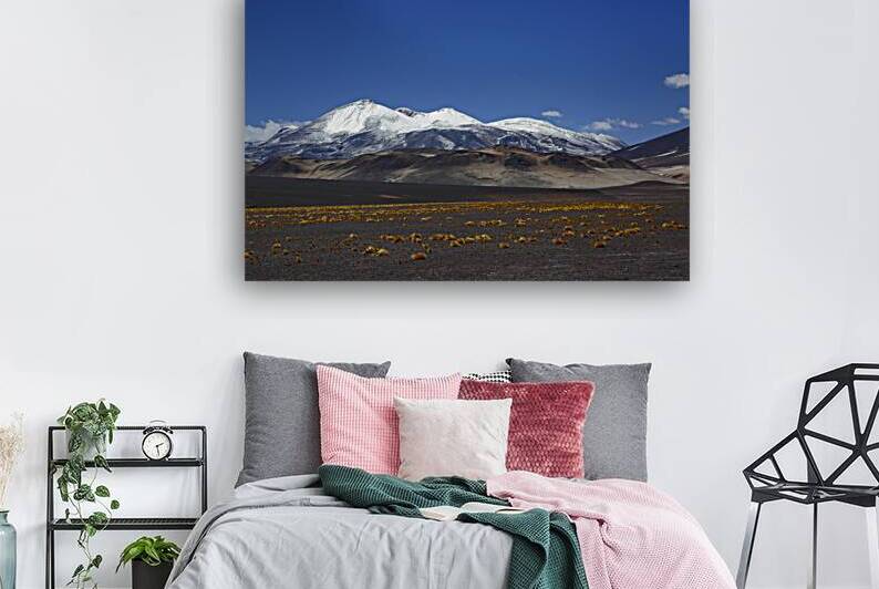Ojos del Salado volcano and puna vegetation Chile by Magical Andes Photography