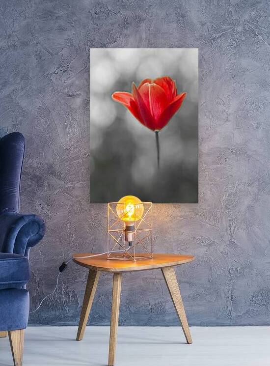  Red Tulip IV on Black and White by Joan Han
