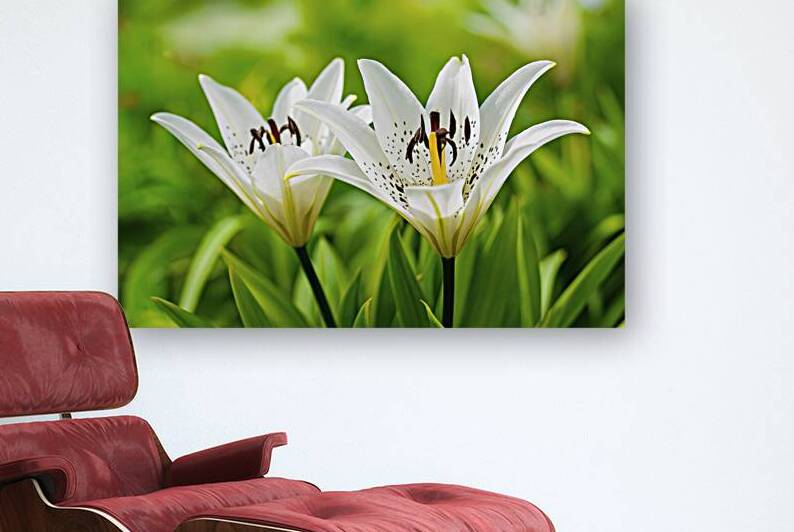 Japanese lily in full bloom on a green background by Ionela Mocanu