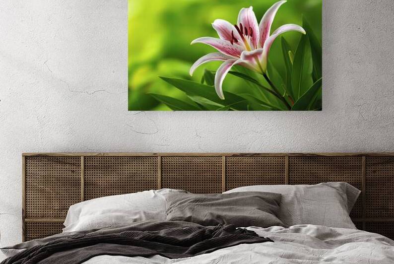 Japanese lily in full bloom on a green background by Ionela Mocanu