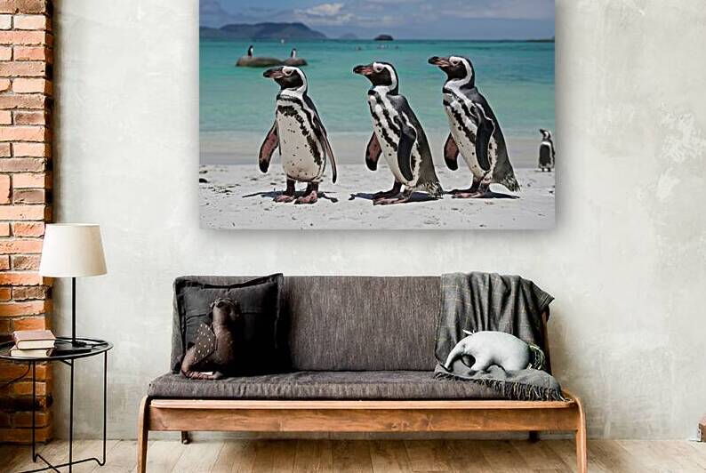 African penguins on a beach by Emilian Covaci