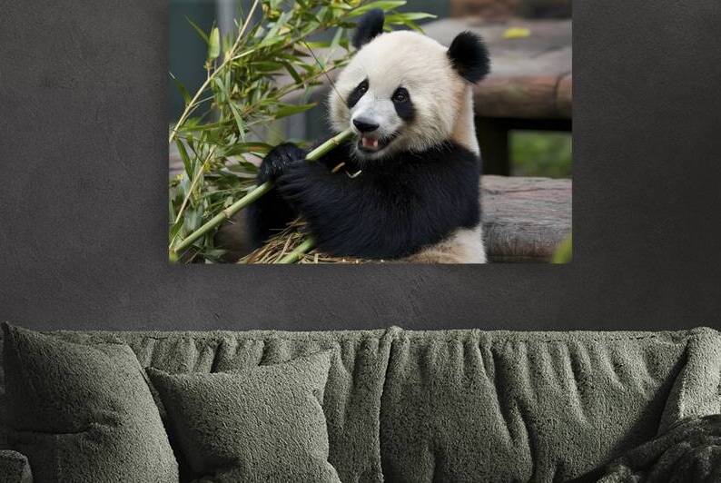 cute baby Panda eats bamboo by Emilian Covaci